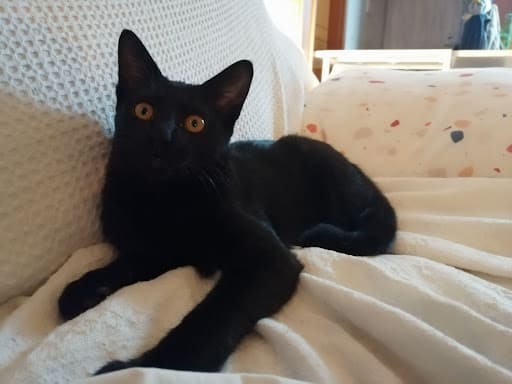 Béla the Black Cat